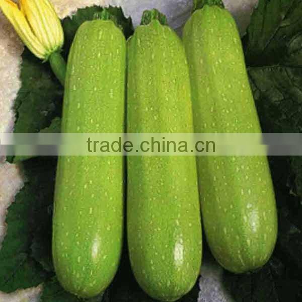 NSQ101 Haoa green quality Hybrid zucchini seeds, vegetable seeds