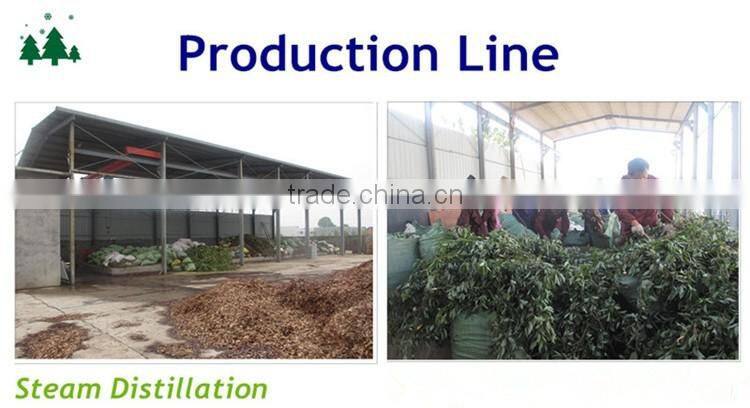 Eucalyptus Leaf Extract cineole 99% bulk sale with best price