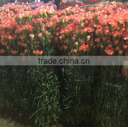 Cheap price carnation plants fresh carnation for gift