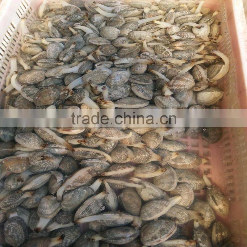 COOKED AND IQF FROZEN YELLOW CLAM MEAT