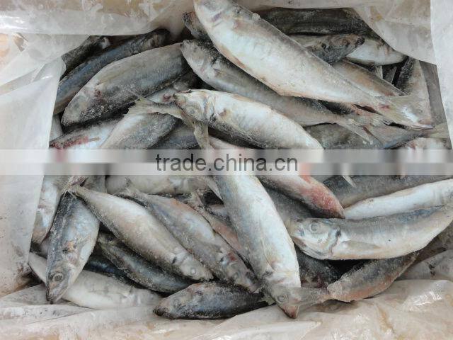 Frozen Sardine fish
