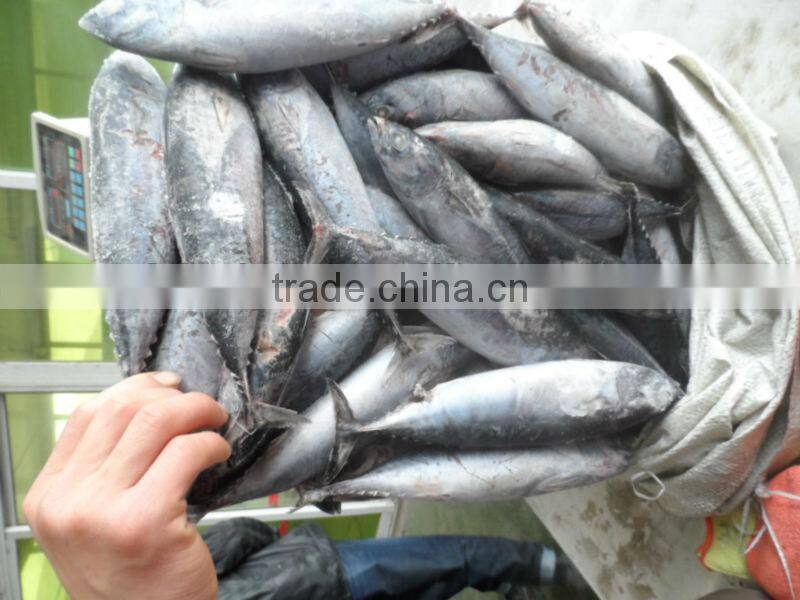 frozen fish bonito 300-500g(Auxis thazard)New coming W/R for can