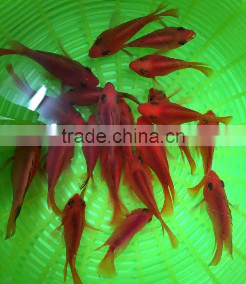Red parrot cichlid aquarium fish from Thailand exporter