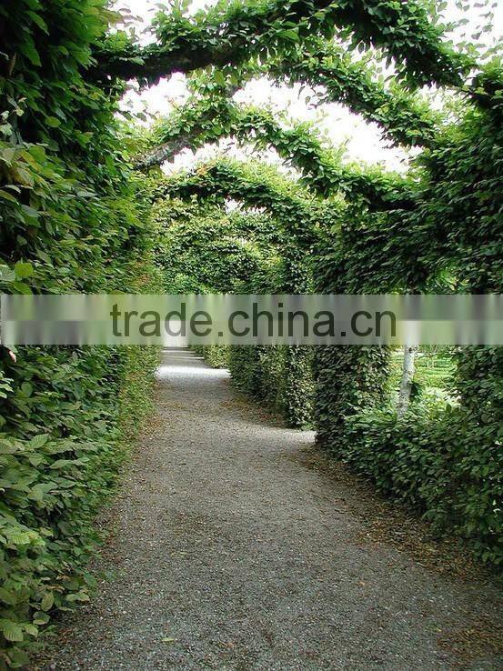 beautiful iron garden arch gate