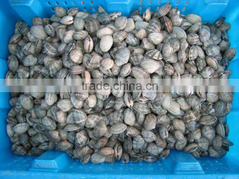 Good Quality Short Necked Clams
