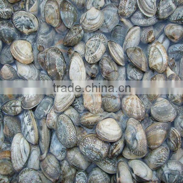 Quick frozen clam seafood