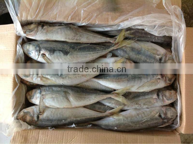 new fishing price 20cm up frozen Horse makerel