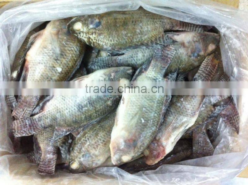 FROZEN BLACK TILAPIA WHOLE ROUND