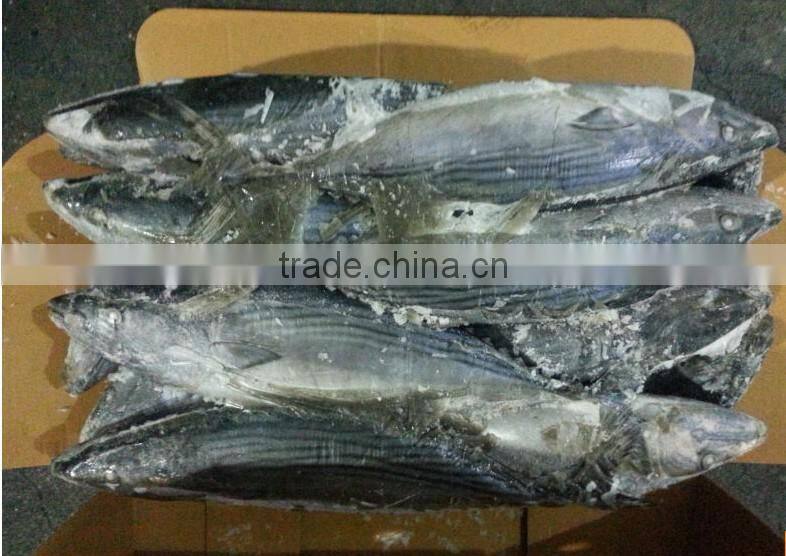 Bonito china frozen fish for export