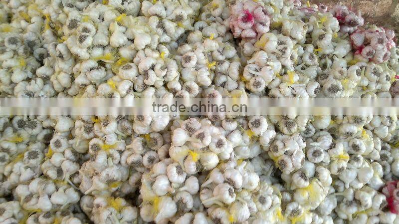 DRY GARLIC FROM EGYPT RED AND WHITE GOOD PRICE