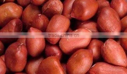 BEST QUALITY BOLD PEANUT FOR RUSSIA