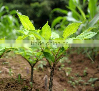 GMP Factory Supply Glucomannan Konjac Root Powder