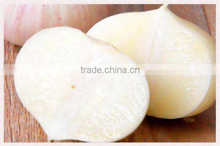 Wholesale fresh white garlic for export