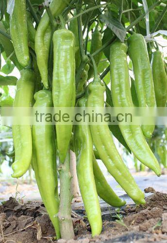 P19 Zhenyu f1 hybrid light green pepper seeds in agriculture