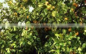 BERGAMOT ESSENTIAL OIL