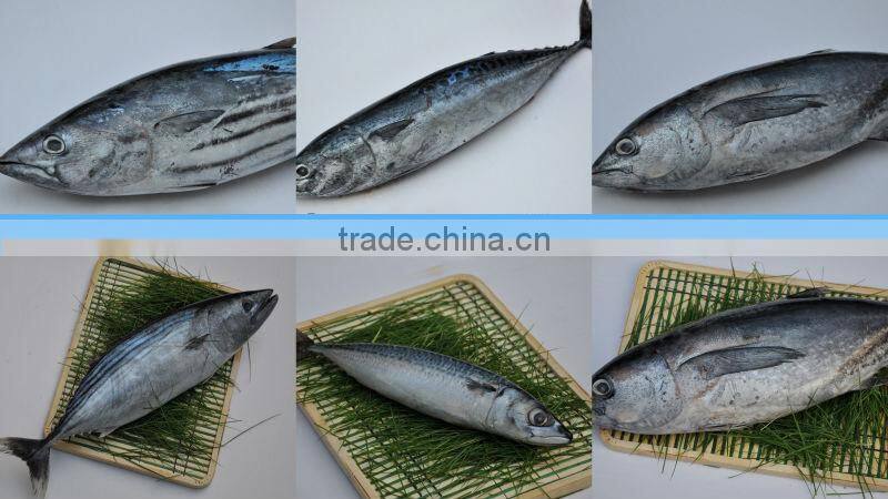precooked mackerel loins