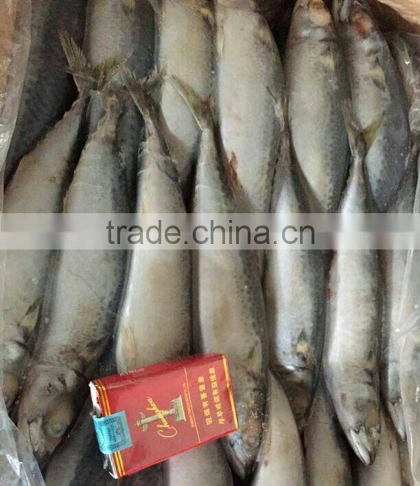 New Arrival Seafood Frozen Fish Pacific Mackerel Prices