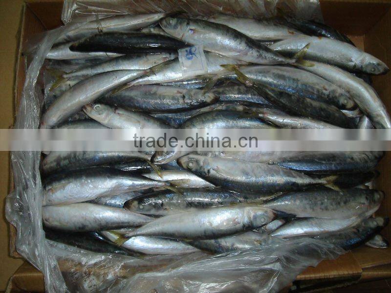 Frozen round scad fish