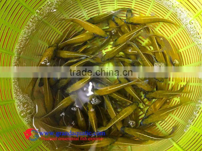 Quality Malawi cichlid fish exporter