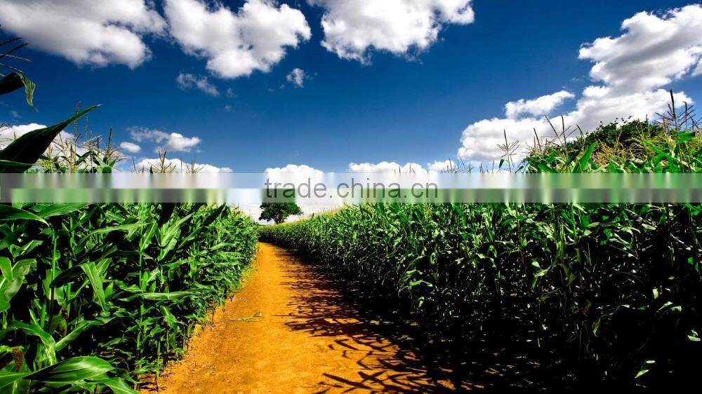 USA Frozen Yellow Sweet Corn Exporting Vietnam