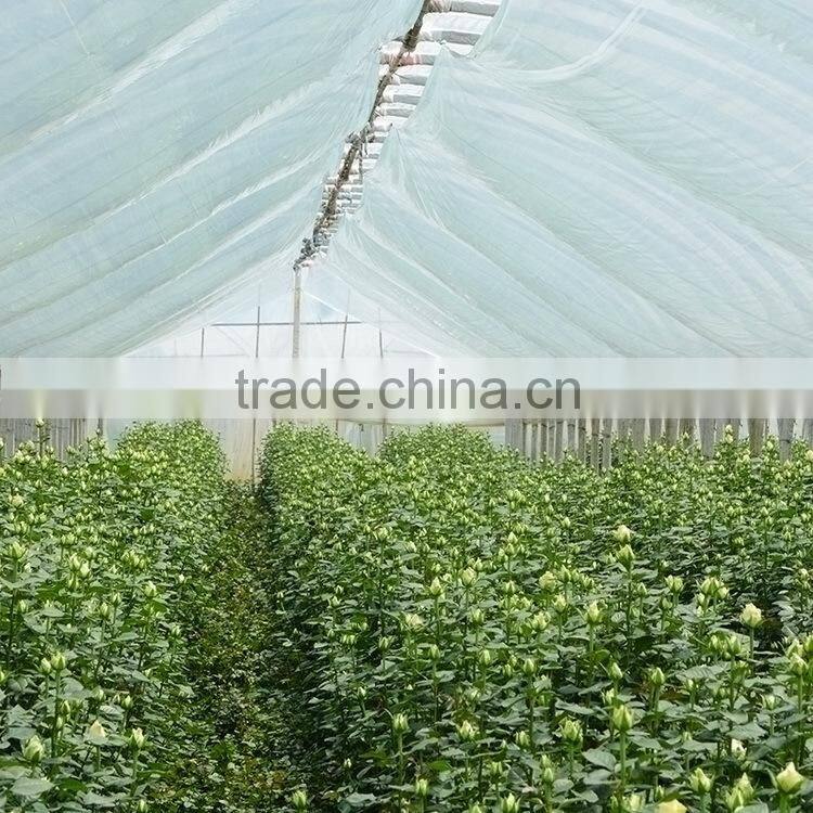 Top grade Vendela white rose for wedding