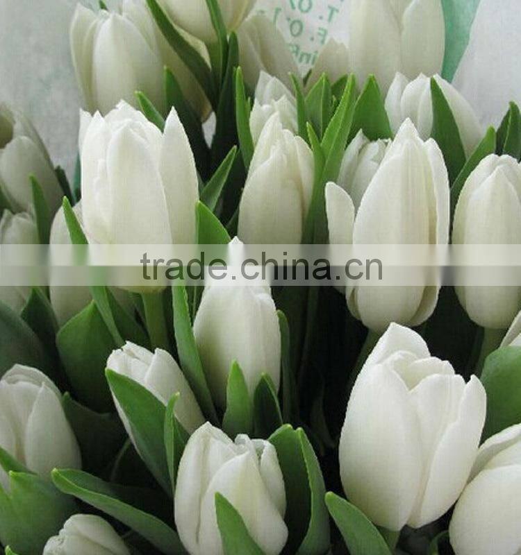 Newest most popular wide color tulip flowers