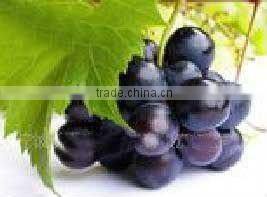 Cold pressed grape seed extracts