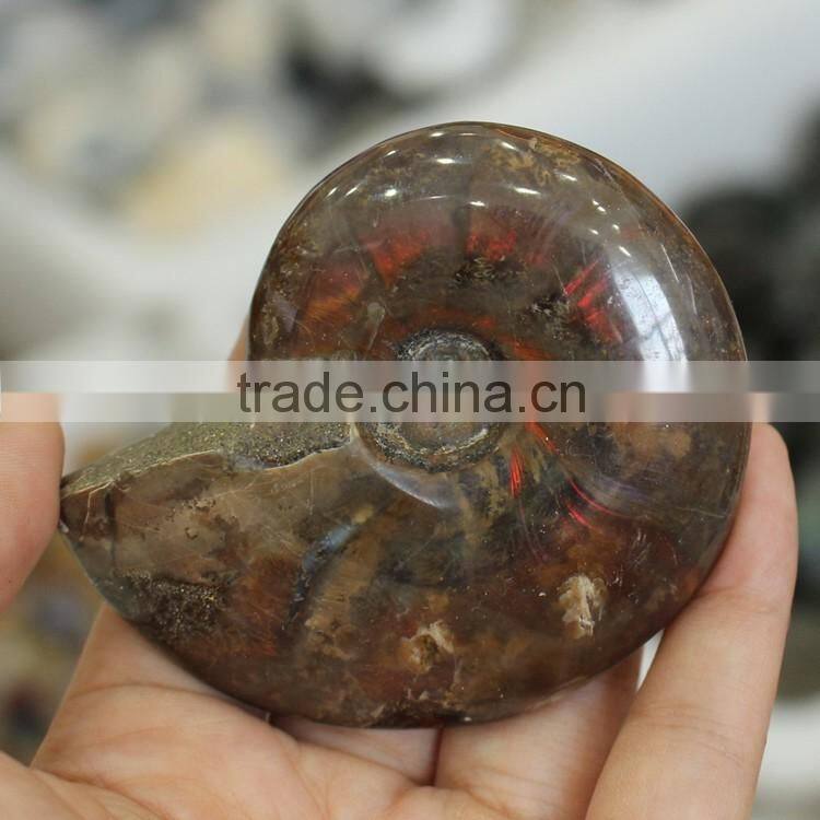 Natural rainbow ammonite fossils snail fossils specimen minerals