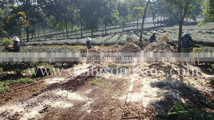 Viet Nam high mountain Oolong tea