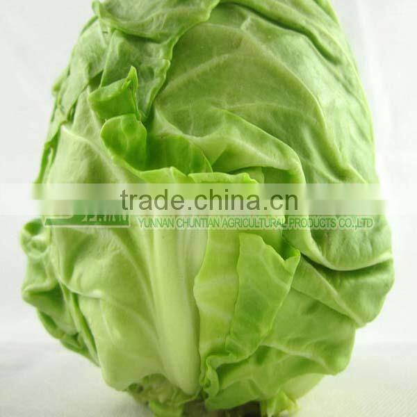 best green sweet cabbage on sale 2016 new harvest type white cabbage