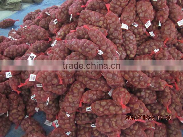 chestnut , fresh chestnut