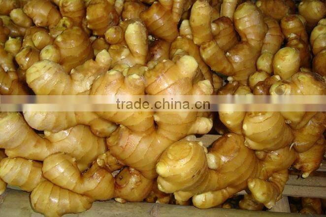 export china fresh ginger whole hot sale