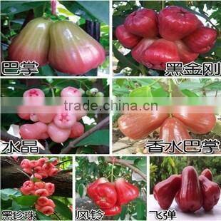 Syzygium Samarangense Tree Seedlings, Java Apple, Semarang Rose-apple, Wax Jambu