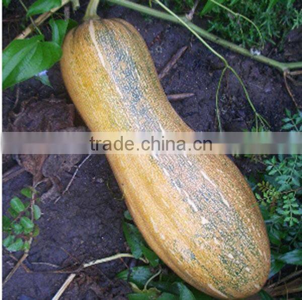 MPU01 Peng hammer shape hybrid chinese pumpkin seeds company