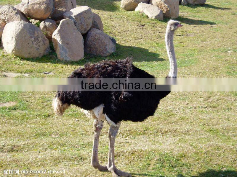 MJT-2 mujia 108eggs automatic OSTRICH egg incubator hot sale