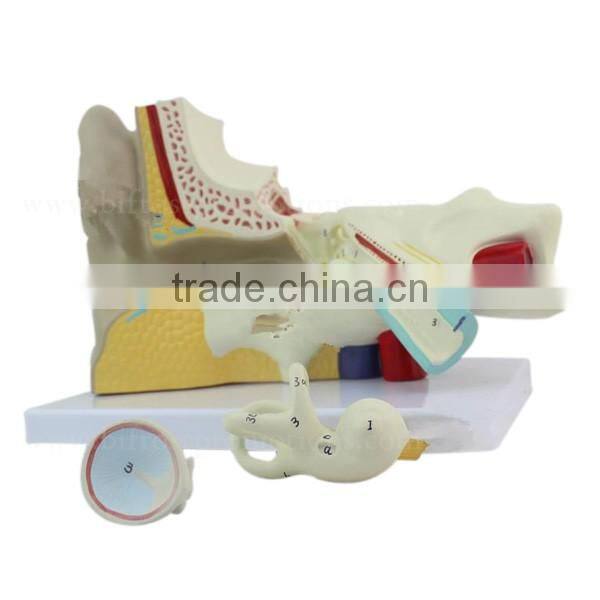 Ear Plastic Education Human Body Anatomy Model