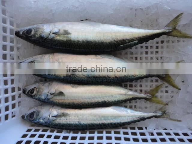 frozen pacific mackerel fish