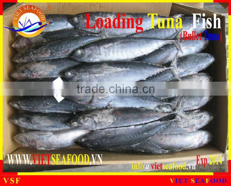 LOADING WHOLE ROUND BULLET TUNA