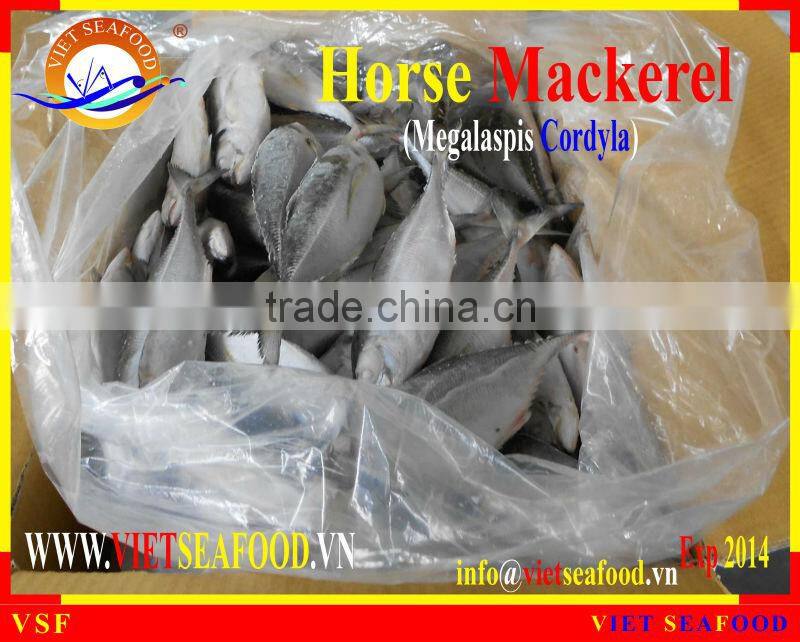 FROZEN HORSE MACKEREL W/R