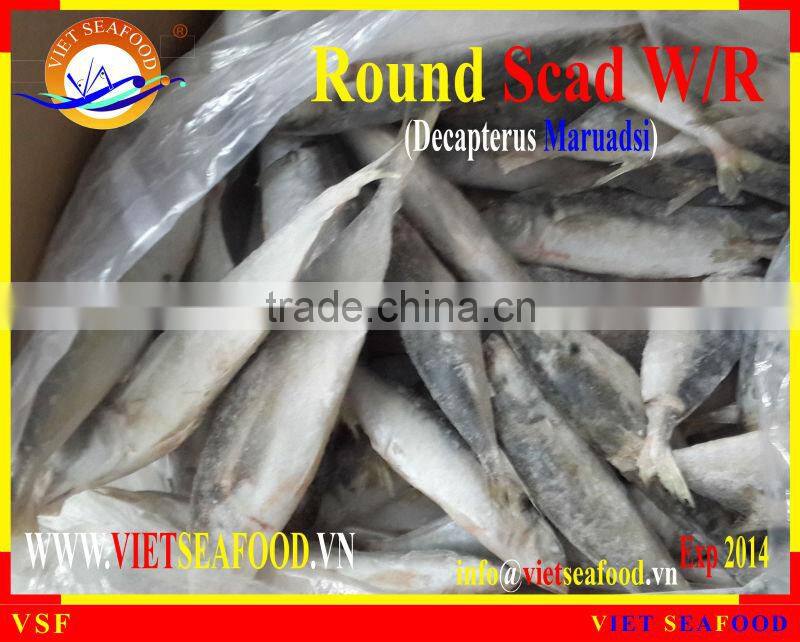 FROZEN ROUND SCAD WHOLE ROUND