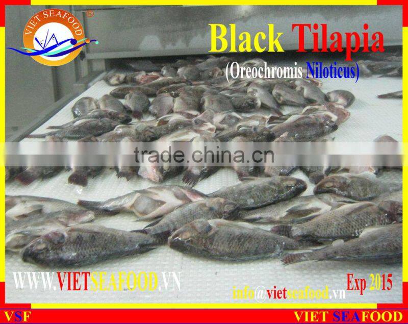 FROZEN BLACK TILAPIA WHOLE ROUND