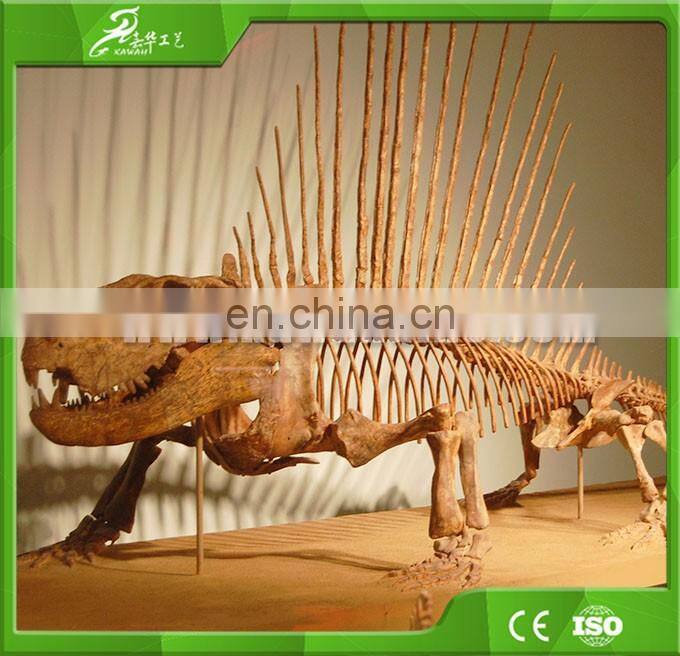 China KAWAH OEM factory museum dinosaur skeleton for sale