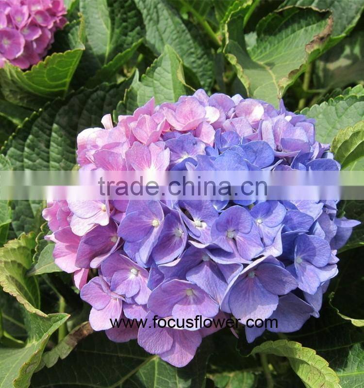 On Discount High Quality Natural Hydrangea With Competitive Price