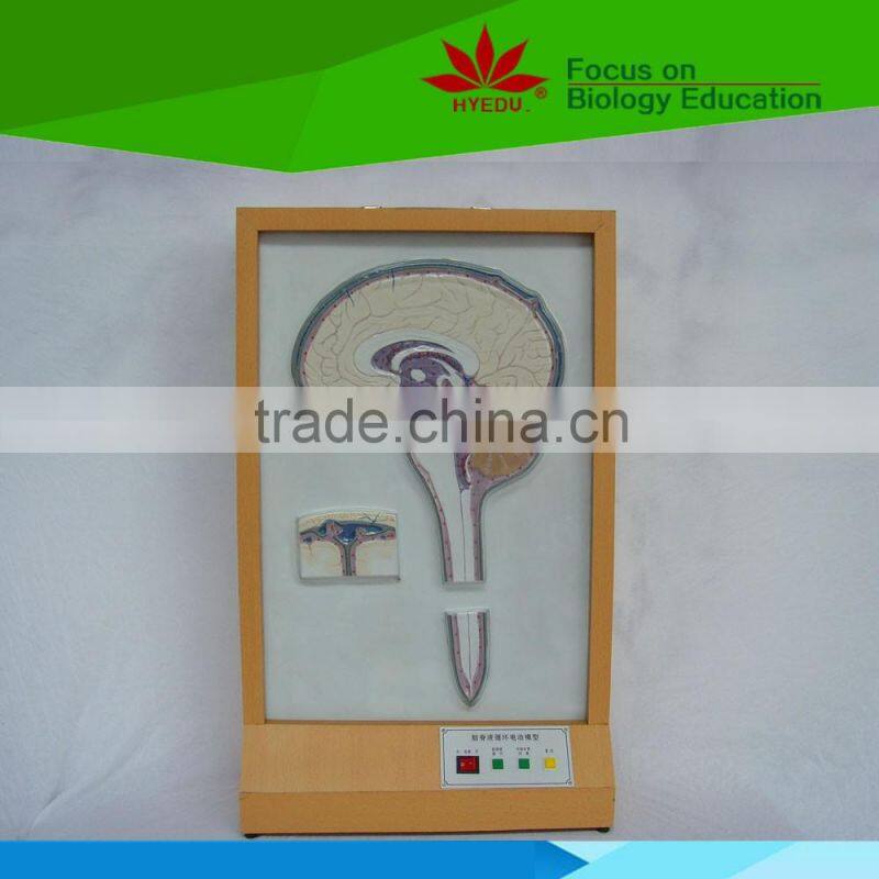 Low priced Cerebrospinal fluid circulation electric model