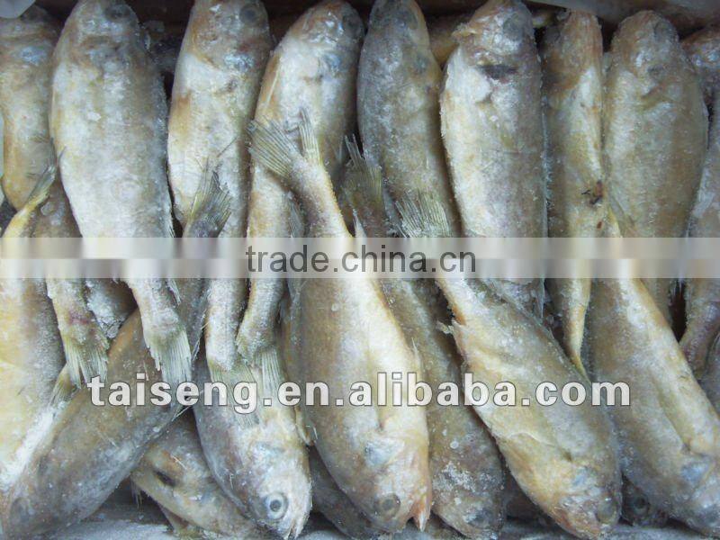 Frozen Fresh Small Yellow Croaker