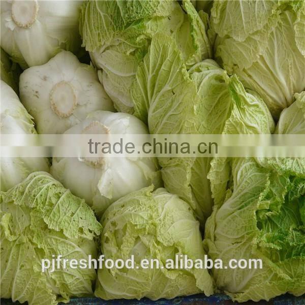 Fresh Chinese long cabbage for export