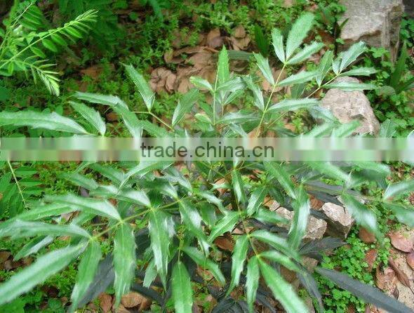 GMP Factory Supply High Quality Berberine Hydrochloride Extract