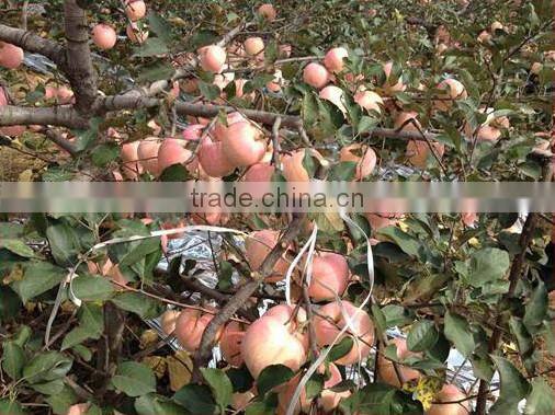 Water Soluble Fertilizer Containing Humic Acid 10-5-17