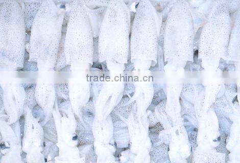 Frozen squid tube with nice quality