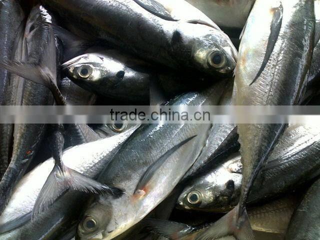 Fresh Frozen Horse mackerel fish from Alo seafood Co.,